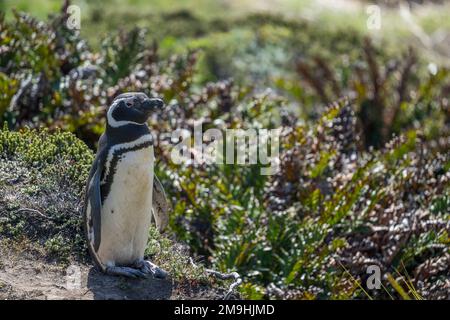 Un pingouin Magellanique (Spheniscus magellanicus) à Gypsy Cove près de Port Stanley, îles Falkland. Banque D'Images