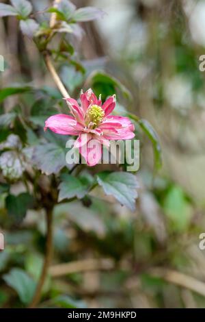 Clematis Broughton Star, montana Clematis Broughton Star, fleurs doubles et semi-doubles Banque D'Images