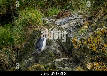 Un manchot macaroni (Eudyptes chrysolophus) debout sur des rochers dans la baie d'Elsehul, île de Géorgie du Sud, sous-Antarctique. Banque D'Images