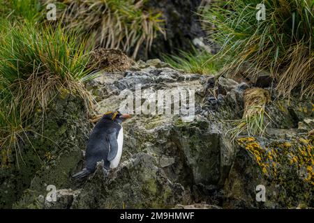 Un manchot macaroni (Eudyptes chrysolophus) debout sur des rochers dans la baie d'Elsehul, île de Géorgie du Sud, sous-Antarctique. Banque D'Images