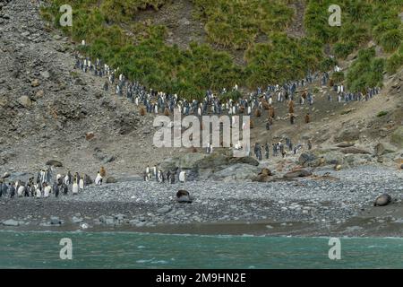 Une petite colonie de pingouins royaux (Aptenodytes patagonicus) dans la baie d'Elsehul, île de Géorgie du Sud, sous-Antarctique. Banque D'Images