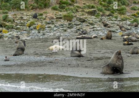 Phoques à fourrure antarctiques (Arctocephalus gazella), petits phoques d'éléphant (M. leonina) et pétrels géants du sud (Macronectes giganteus) sur une plage à Elsehul Banque D'Images