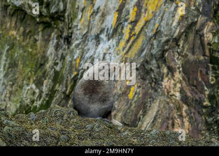 Un taureau de phoque à fourrure de l'Antarctique (Arctocephalus gazella) sur une roche dans la baie d'Elsehul, île de Géorgie du Sud, sous-Antarctique. Banque D'Images