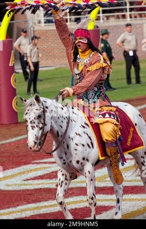 Tallahassee, Floride - 23 novembre 2013: La mascotte de l'Université d'État de Floride, chef Osceola, à cheval sur un appaloosa nommé Renegade à un match à domicile. Banque D'Images