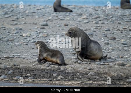 Un taureau à fourrure antarctique (Arctocephalus gazella) perce une femelle sur une plage de la plaine de Salisbury, dans l'île de Géorgie du Sud, sous-Antarctique. Banque D'Images