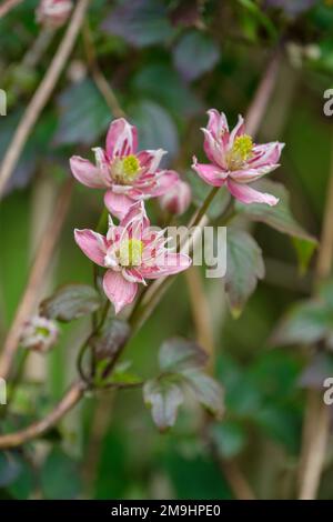 Clematis 'Broughton Star' , clematis 'Broughton Star' Banque D'Images