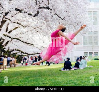 Acrobat en robe rose sautant sous la fleur de cerisier dans le parc, Université de Washington, Seattle, État de Washington, États-Unis Banque D'Images