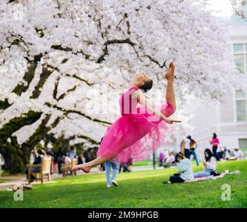 Acrobat en robe rose sautant sous la fleur de cerisier dans le parc, Université de Washington, Seattle, État de Washington, États-Unis Banque D'Images