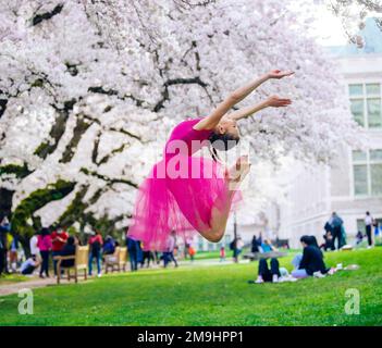 Acrobat en robe rose sautant sous la fleur de cerisier dans le parc, Université de Washington, Seattle, État de Washington, États-Unis Banque D'Images