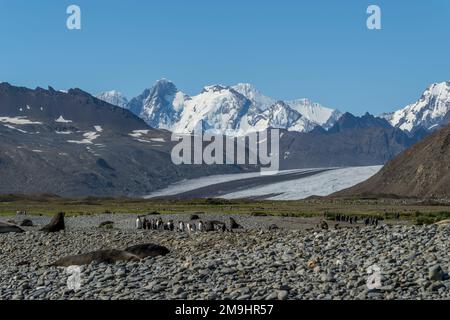 Les manchots pygmées (Aptenodytes patagonicus) près de leur colonie dans la baie de Fortuna, sur l'île de Géorgie du Sud, sous-Antarctique. Banque D'Images