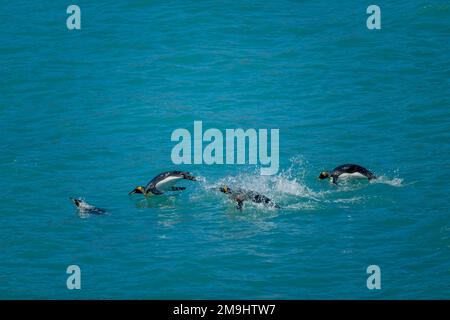 Manchots gentoo (Pygoscelis papouasie) marsouins dans les eaux de Stromness Bay, île de Géorgie du Sud, sous-Antarctique. Banque D'Images