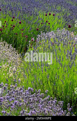 Lavandula nom commun lavande est un genre de 47 espèces connues de plantes à fleurs de la famille des menthe, les Lamiaceae. Banque D'Images