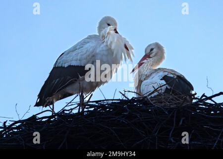 Barchfeld Immelborn, Allemagne. 18th janvier 2023. Une paire de cigognes se trouve dans leur nid sur l'ancien lot de viande de chèvre au crépuscule. Exceptionnellement tôt, les premiers cigognes sont donc de nouveau arrivés en Thuringe. Credit: Michael Reichel/dpa/Alay Live News Banque D'Images