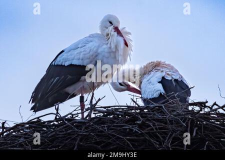 Barchfeld Immelborn, Allemagne. 18th janvier 2023. Une paire de cigognes se trouve dans leur nid sur l'ancien lot de viande de chèvre au crépuscule. Exceptionnellement tôt, les premiers cigognes sont donc de nouveau arrivés en Thuringe. Credit: Michael Reichel/dpa/Alay Live News Banque D'Images