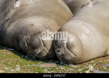 Portrait de deux petits de phoque d'éléphant du sud (Mirounga leonina) dormant sur la plage de la plus grande colonie de pingouins du roi au monde, qui est Banque D'Images