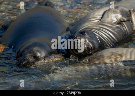 Le phoque d'éléphant du Sud sevre des petits dans une allow à Ocean Harbour, île de Géorgie du Sud, sous-Antarctique. Banque D'Images