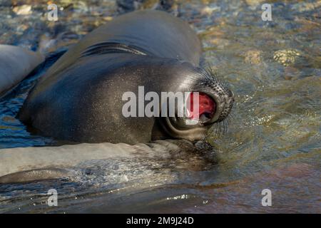 Le phoque d'éléphant du Sud sevre des petits dans une allow à Ocean Harbour, île de Géorgie du Sud, sous-Antarctique. Banque D'Images