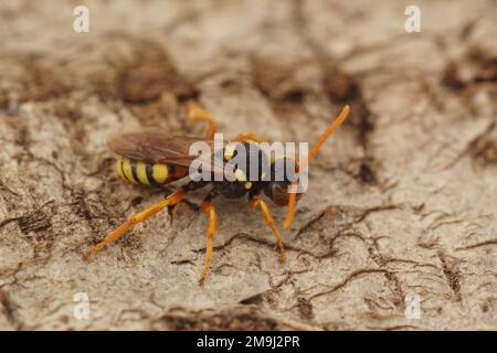 Détails de gros plan naturel sur une femelle solitaire colorée Cuckoo peint nomade abeille, nomada fucata, debout sur le sable Banque D'Images