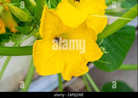 Abeille pollinisation des fleurs à l'intérieur de la serre à Almeria, « le jardin européen des légumes », Andalousie, Espagne Banque D'Images