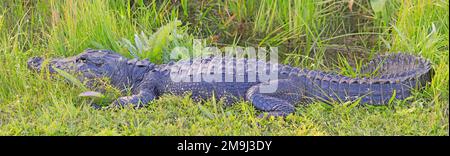 Alligator dans le marais du parc national des Everglades, Floride, États-Unis Banque D'Images