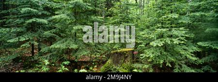 Arbres à baumes verts (Abies balsamea) dans la forêt et la souche de pruche Banque D'Images