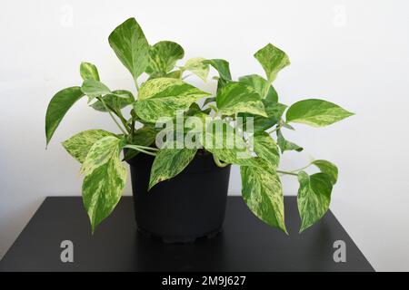 Maison en marbre de grand pothos (Epipremnum aureum). Isolé sur un fond blanc et une table noire. Feuilles vertes et blanches variées. Banque D'Images