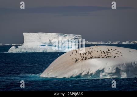 Vue d'un iceberg avec des pingouins d'Adelie (Pygoscelis adeliae) sur le dessus près de l'île Paulet dans la mer de Weddell, près de la pointe de la péninsule antarctique, an Banque D'Images