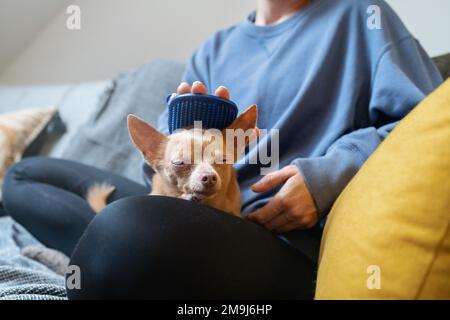 Femme propriétaire d'animal de compagnie faisant un massage à son petit chien Toy Terrier à l'aide de la brosse de massage à la maison. Banque D'Images