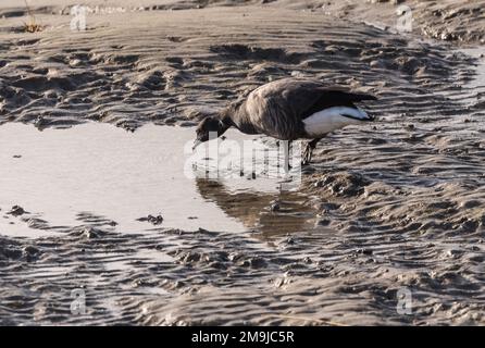 La Bernache cravant unique (Branta bernicla) qui se trouve sur la côte d'Essex Banque D'Images