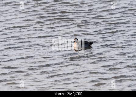 Natation mâle Teal (Anas crecca) sur la côte d'Essex Banque D'Images