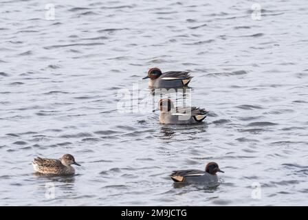 Natation mâle Teal (Anas crecca) sur la côte d'Essex Banque D'Images