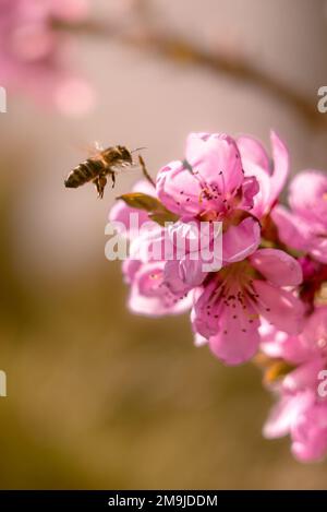 Gros plan d'une abeille volant vers la fleur de pêche rose sur un arrière-plan flou Banque D'Images