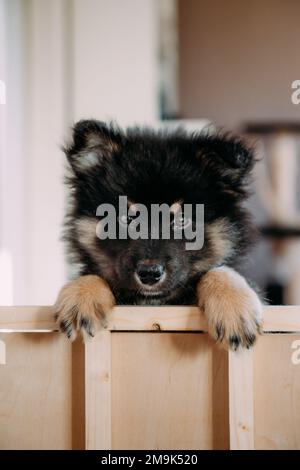 mignon et ludique petit chiot léger qui roule à pleine vitesse à côté de la maison. chien i humain meilleur ami. Banque D'Images