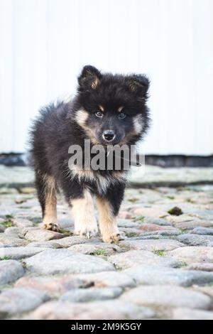 mignon et ludique petit chiot léger qui roule à pleine vitesse à côté de la maison. chien i humain meilleur ami. Banque D'Images