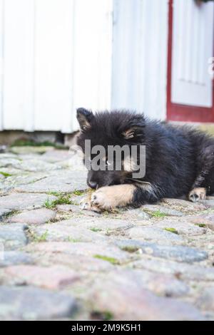 mignon et ludique petit chiot léger qui roule à pleine vitesse à côté de la maison. chien i humain meilleur ami. Banque D'Images