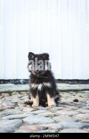 mignon et ludique petit chiot léger qui roule à pleine vitesse à côté de la maison. chien i humain meilleur ami. Banque D'Images