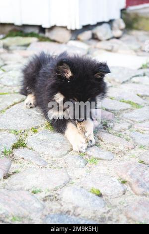 mignon et ludique petit chiot léger qui roule à pleine vitesse à côté de la maison. chien i humain meilleur ami. Banque D'Images