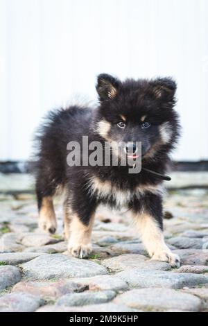 mignon et ludique petit chiot léger qui roule à pleine vitesse à côté de la maison. chien i humain meilleur ami. Banque D'Images