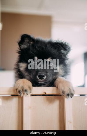 mignon et ludique petit chiot léger qui roule à pleine vitesse à côté de la maison. chien i humain meilleur ami. Banque D'Images