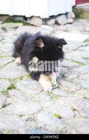 mignon et ludique petit chiot léger qui roule à pleine vitesse à côté de la maison. chien i humain meilleur ami. Banque D'Images