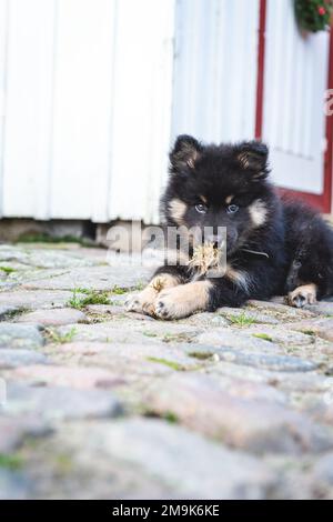 mignon et ludique petit chiot léger qui roule à pleine vitesse à côté de la maison. chien i humain meilleur ami. Banque D'Images