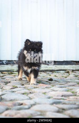 mignon et ludique petit chiot léger qui roule à pleine vitesse à côté de la maison. chien i humain meilleur ami. Banque D'Images