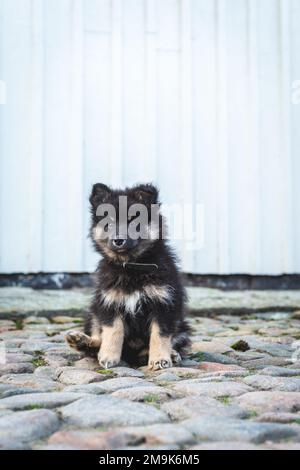 mignon et ludique petit chiot léger qui roule à pleine vitesse à côté de la maison. chien i humain meilleur ami. Banque D'Images