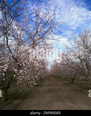 Verger d'amande en fleur, San Joaquin Valley, Fresno County, Californie, États-Unis Banque D'Images