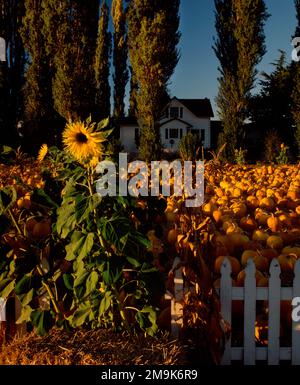 Potiron et tournesol, Skagit Valley, Washington, États-Unis Banque D'Images