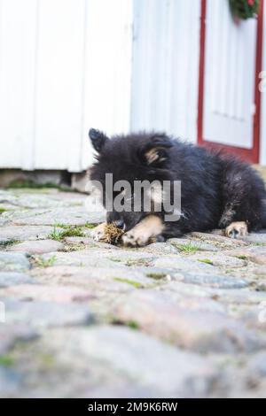 mignon et ludique petit chiot léger qui roule à pleine vitesse à côté de la maison. chien i humain meilleur ami. Banque D'Images