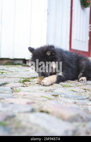 mignon et ludique petit chiot léger qui roule à pleine vitesse à côté de la maison. chien i humain meilleur ami. Banque D'Images