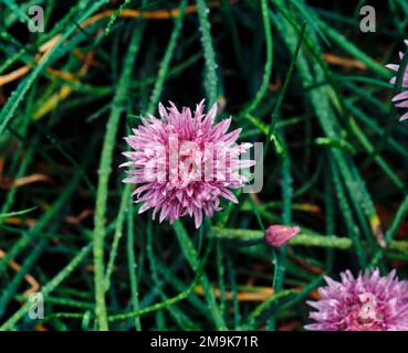 Gros plan des ciboulettes (Allium schoenoprasum), Comté de Skagit, Washington, États-Unis Banque D'Images