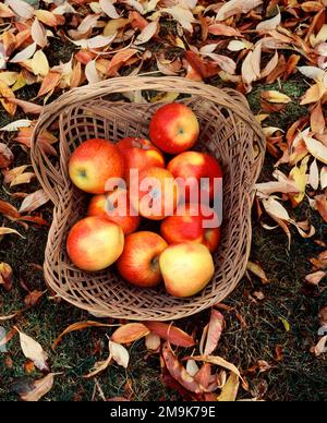 Pommes Fuji fraîches en panier avec feuilles d'automne, Upper Hood River Valley, Oregon, États-Unis Banque D'Images