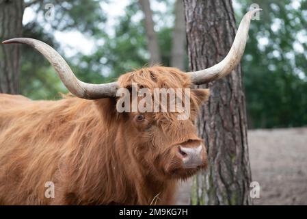 Highland Cow au parc safari, pays-Bas. Banque D'Images